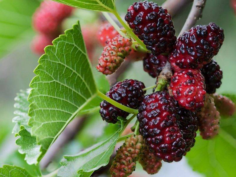 Шелковица купить саженцы из питомнике в Кольчугино