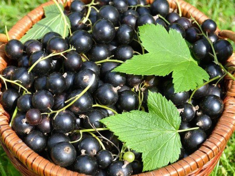 Смородина купить саженцы из питомника в Кольчугино