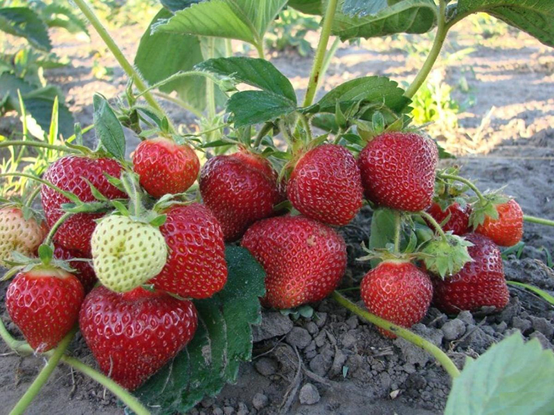 Клубника купить саженцы из питомника в Кольчугино