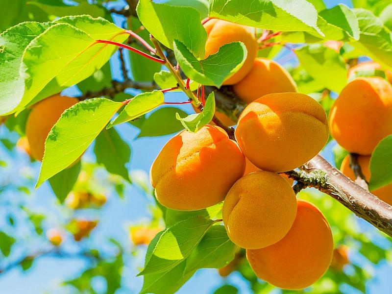Абрикос купить саженцы из питомнике в Кольчугино