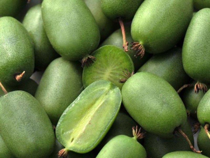 Актинидия купить саженцы из питомнике в Кольчугино