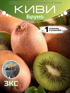 Киви Бруно
