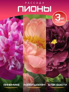 Пион корни комплект: Аннемике, Корал Шарам, Блэк Бьюти