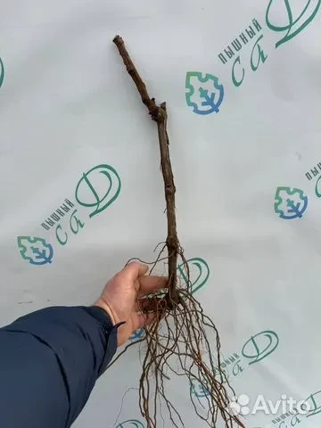 Виноград "МУСКАТ ЧЕРНЫЙ"