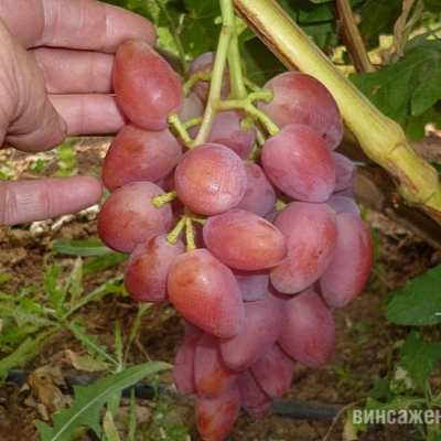 Виноград "ГАМЛЕТ"